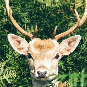 Meet your Posher, Mia